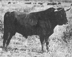 Bailador famoso por haber herido de muerte a Joselito El Gallo