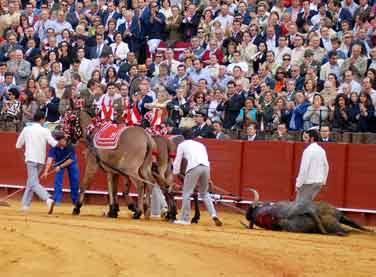 El toro Bordo��s, mereci� tambi�n los honores