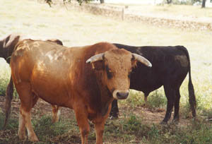 Toros de Carriquiri