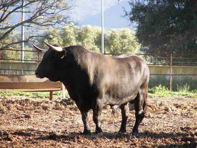  Bonito ejemplar de Gavira en su h&aacute;bitat natural