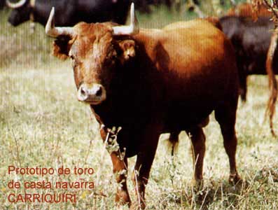 Prototipo de casta navarra CARRIQUIRI
