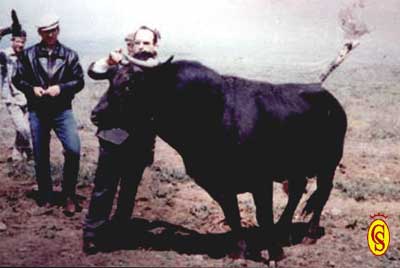 El Dr. Zaldivar manejando un toro a campo abierto